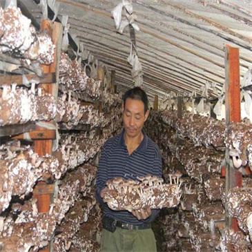 2-2-fungus-plastic-bag-mushroom-spawn-packing 2-2-fungus-plastic-bag-mushroom-spawn-packing